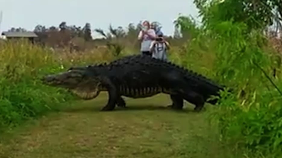 شاهد.. تمساح بحجم شاحنة يفاجئ مجموعة من السياح في فلوريدا