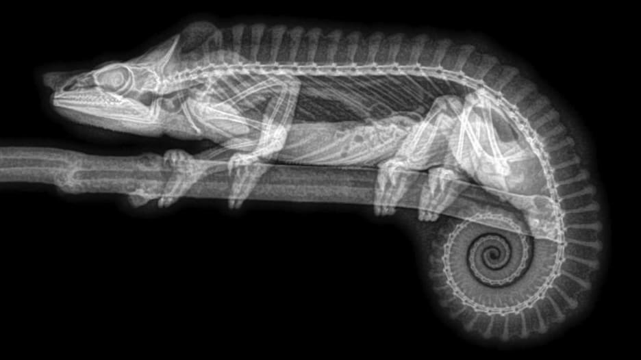 صور لحيوانات بالأشعة السينية “X-Ray” كما لم تراها من قبل