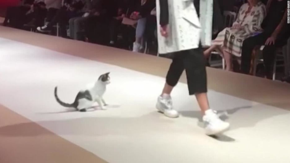 قطة ضالة تسرق الأنظار على منصة عرض أزياء في إسطنبول