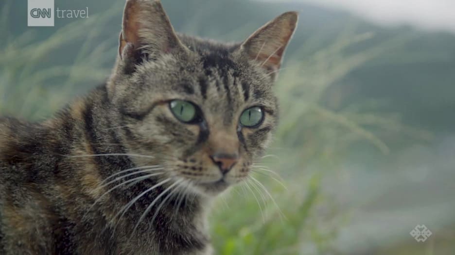 كيف أنقذت قطط قرية بأكملها في تايوان؟