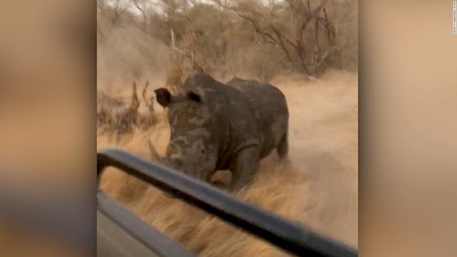 وحيد قرن يطارد مجموعة سياح في محمية طبيعية بجنوب إفريقيا