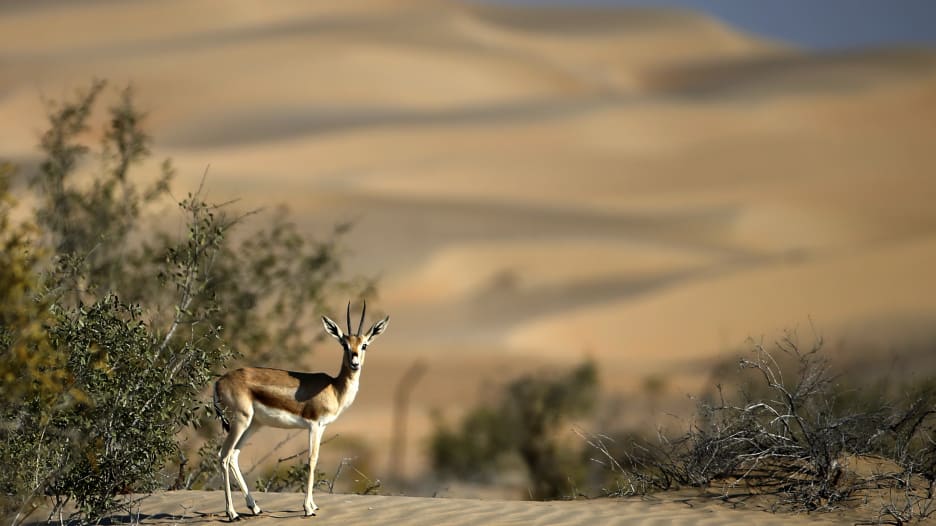 أبوظبي في فصل الشتاء.. إليك 4 نشاطات وسط الطبيعة