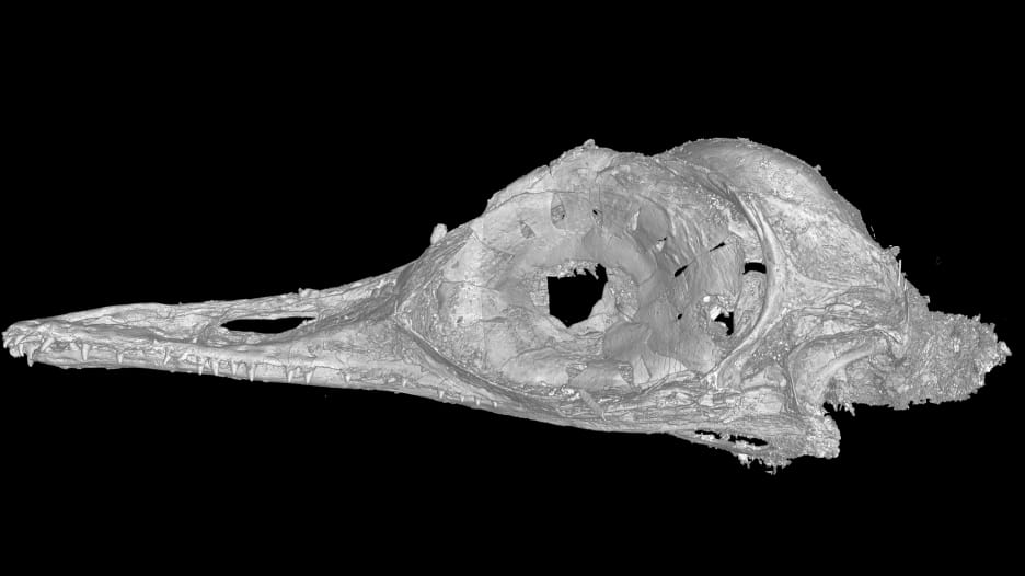 اكتشاف أصغر جمجمة لديناصور.. ماذا كان طعامه؟