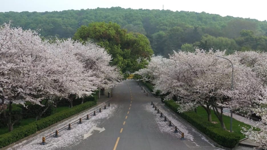 أزهار الكرز في ووهان الصينية تستعد لإنهاء الإغلاق بسبب فيروس كورونا