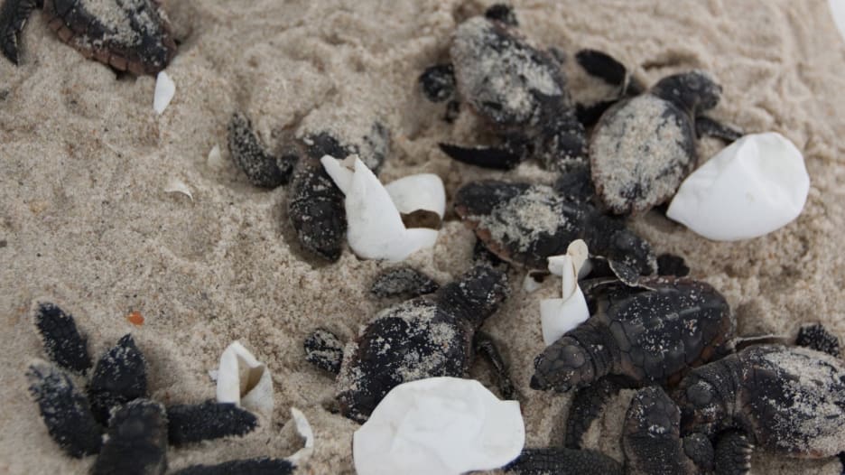 بسبب فيروس كورونا السلاحف البحرية تعشش بسلام على الشواطئ المغلقة