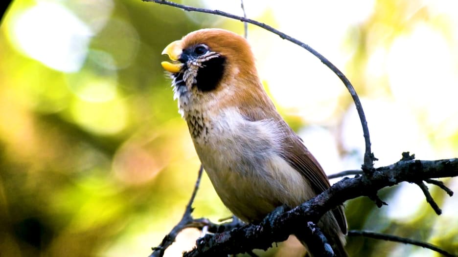 من أبوظبي إلى كوستاريكا.. حول العالم مع 6856 نوعا من الطيور