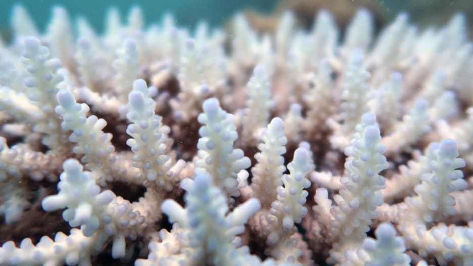 دراسة: نصف شعاب الحاجز المرجاني العظيم بأستراليا اختفت