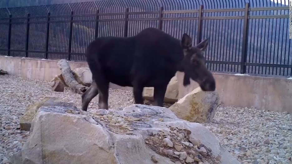 201126191958-animal-highway-thumb-2-super-169.jpg