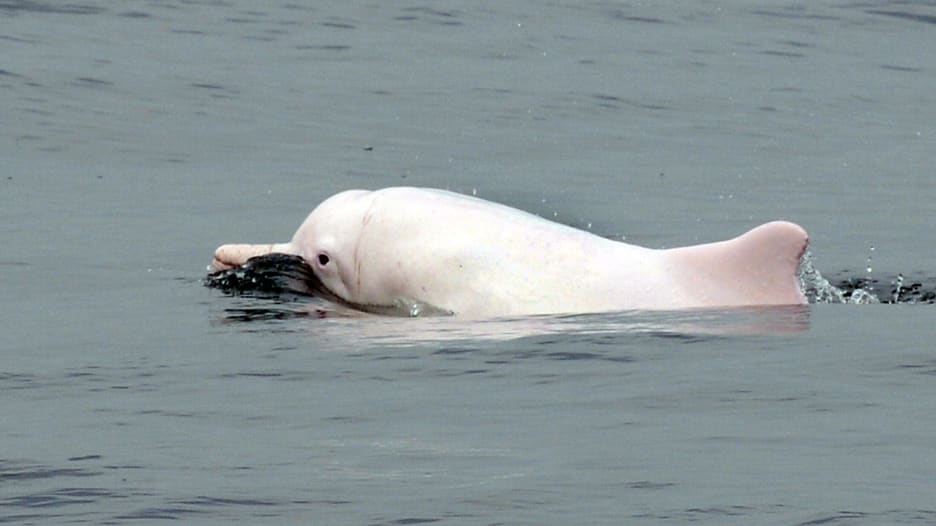 شاهد.. كاميرا ترصد بشكل نادر دلفين أبيض صيني مهدد بالانقراض