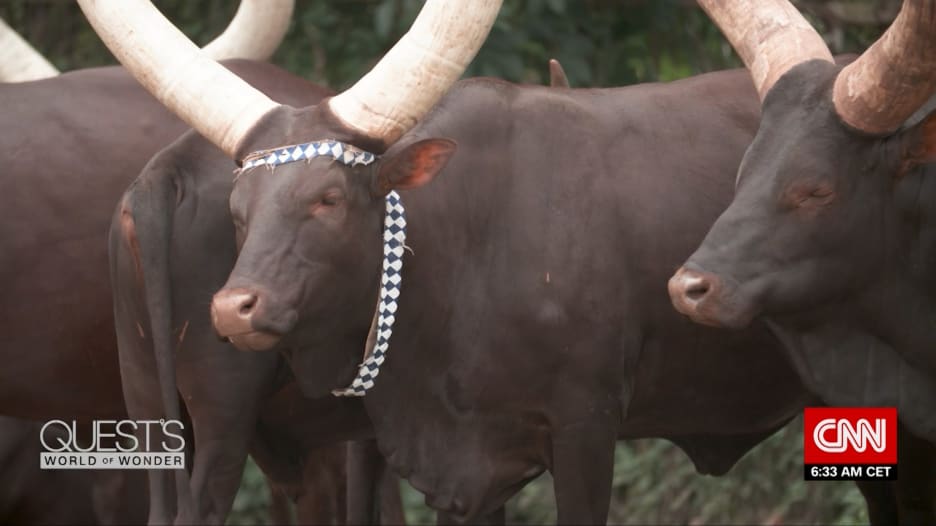 مكانة ملكية..هذا ما ترمز إليه الأبقار في رواندا