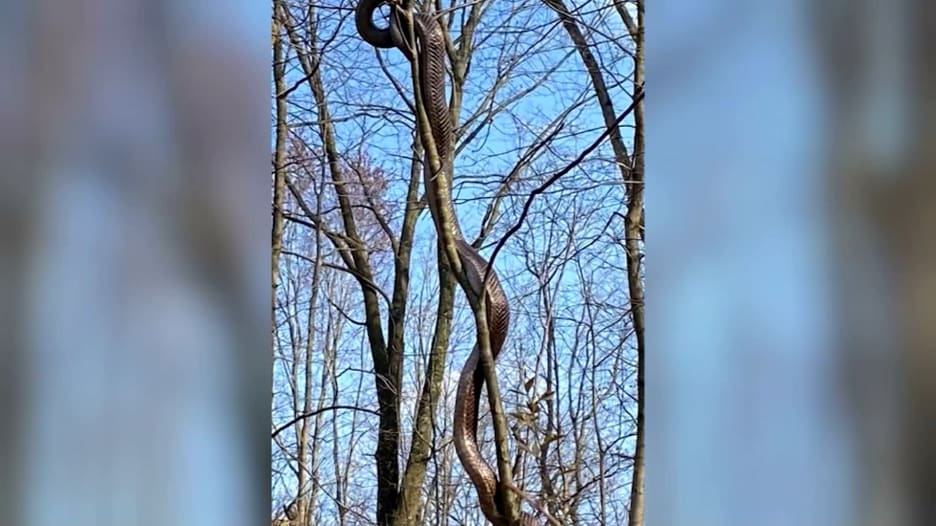 كانت تزحف على شجرة.. العثور على أفعى طولها 15 قدمًا بحديقة في أمريكا