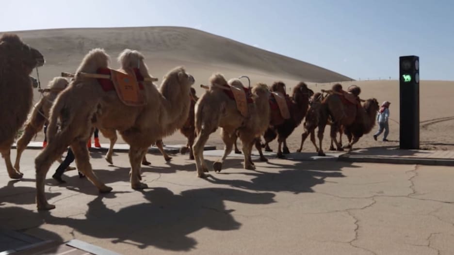 الصين تضع إشارة مرور في الصحراء.. للإبل