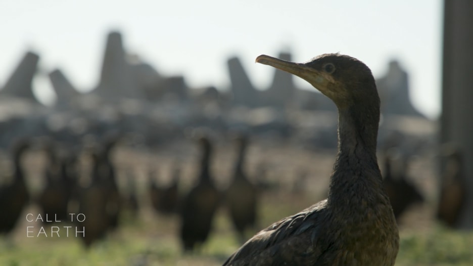 مهمة إنقاذ 2000 من فراخ طيور غاقة رأس الرجاء الصالح في جنوب أفريقيا