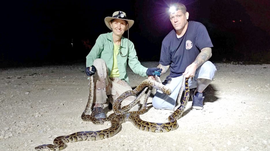 مع بدء مسابقة صيد الثعابين البورمية في فلوريدا.. صائدة الأفاعي تصف كيف تصطاد الحيوانات المفترسة باستخدام يدها فقط