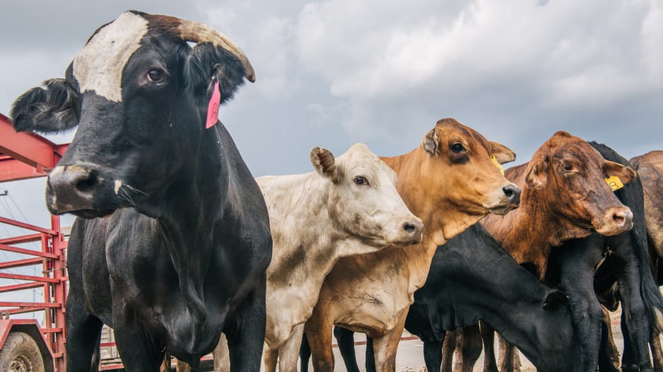 تعليق تصدير اللحوم من البرازيل إلى الصين بعد الإبلاغ عن حالتين من مرض جنون البقر