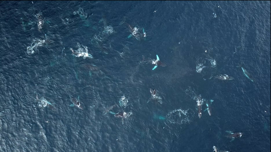 شاهد.. 100 حوت تحيط بقارب قبالة ساحل أستراليا