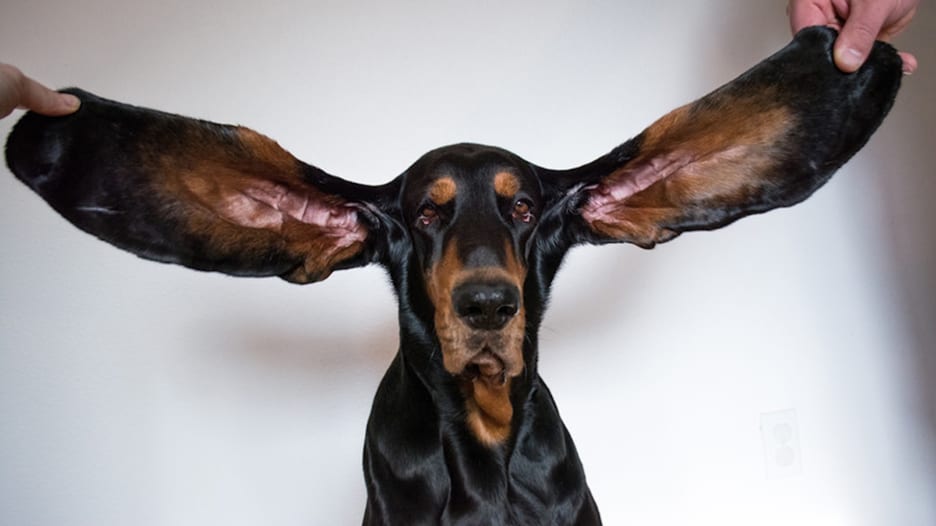 تعرف إلى الكلب صاحب أطول أذنين بالعالم والذي حطم الرقم القياسي بموسوعة غينيس