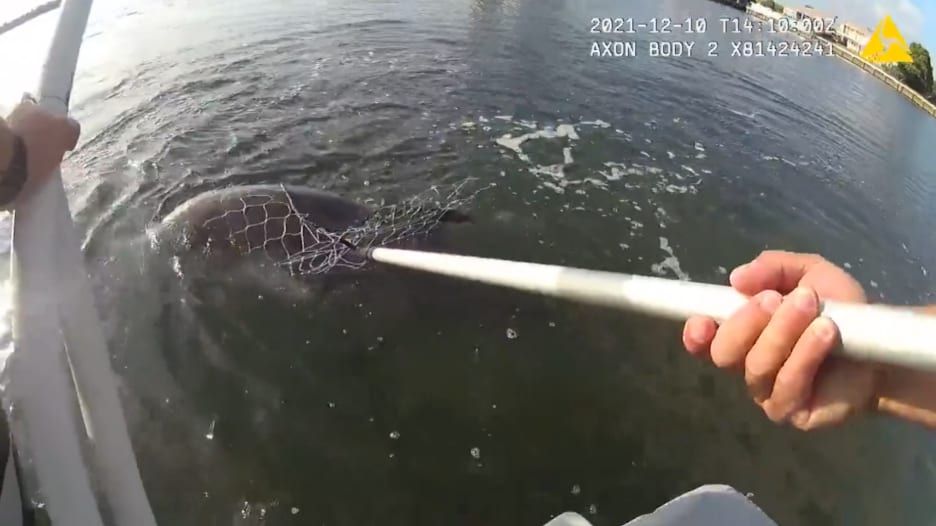 شاهد.. دلفين يعلق بشبكة صيد وهذا ما فعله شرطي تلقى مكالمة لإنقاذه