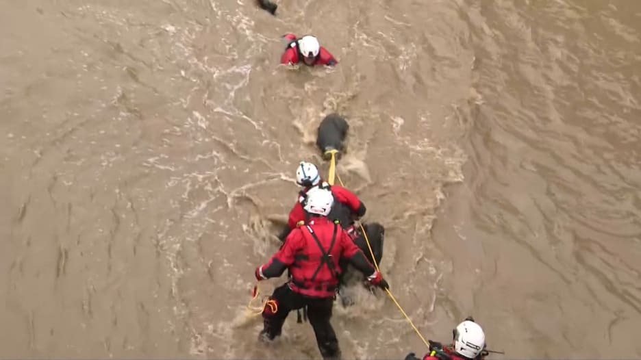 فيديو درامي يُظهر لحظة إنقاذ كلب جرفته مياه فيضان في لوس أنجلوس
