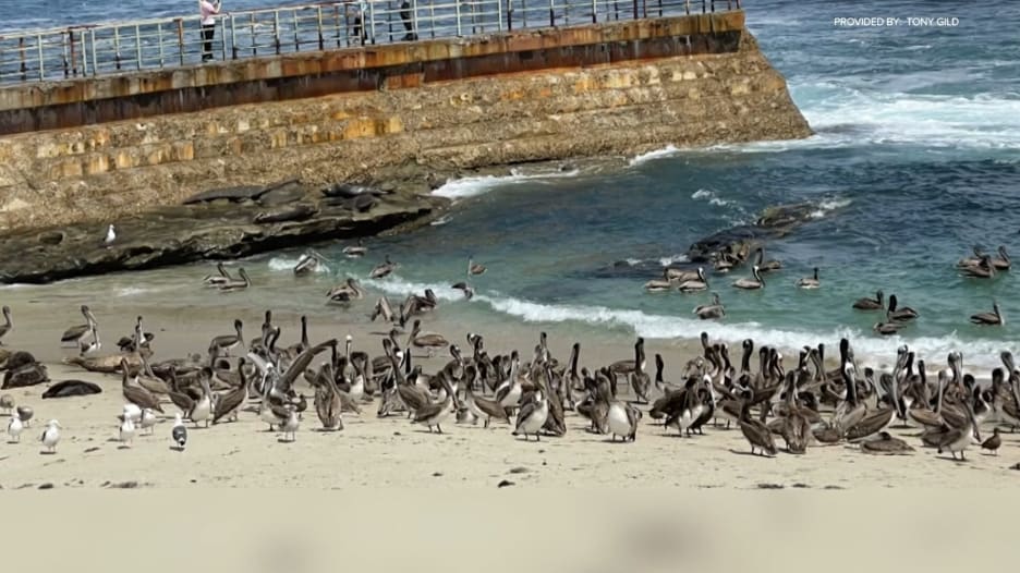 مشهد مذهل موثق بالصور.. آلاف طيور البجع تغزو شاطئاً صغيراً في أمريكا