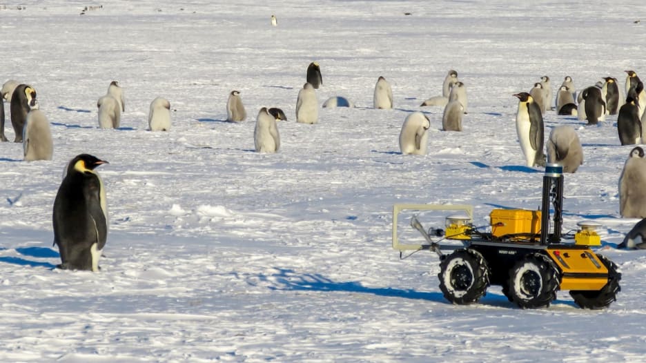 شاهد رد فعل بطاريق عندما اقترب منها روبوت صغير يتجسس عليها في القارة القطبية الجنوبية