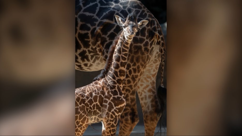 شاهد أطول زرافة حديثة الولادة بتاريخ حديقة حيوانات أمريكية.. كم يبلغ طولها؟