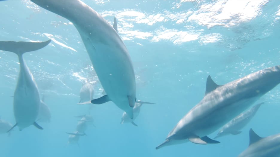 اكتشف أجمل مكان للغوص مع الدلافين في البحر الأحمر بمصر