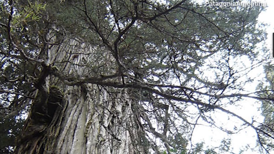 عمرها 5000 عام.. علماء في تشيلي يعثرون على أقدم شجرة في العالم