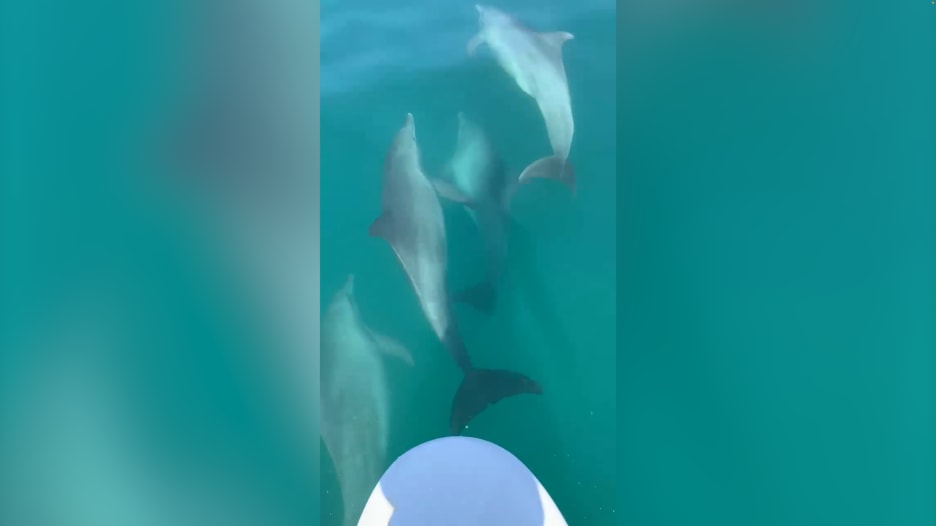 ركوب الأمواج مع دلافين في دبي