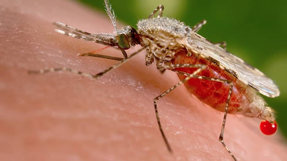 ما هو الملاريا؟ مرض أصاب 214 مليون ضحية في 2015 وحدها