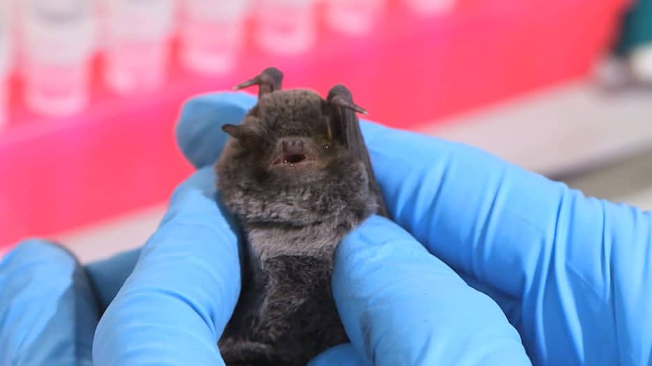 هل تصبح الخفافيش بمثابة المفتاح السحري لإيقاف الفيروسات؟