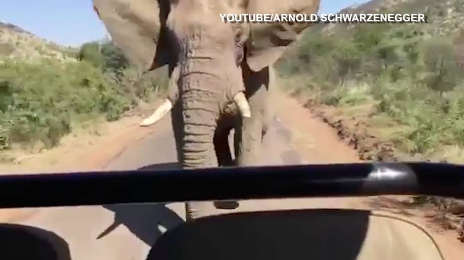 شاهد.. فيل غاضب يطارد أرنولد شوارزنيغر في جنوب أفريقيا