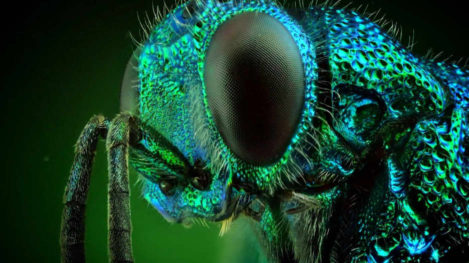 شاهد الجمال الخلاب لوحوش.. من عالم الحشرات