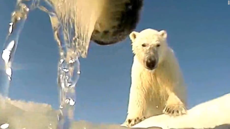 من كاميرا مثبته.. شاهد كيف تتكيف الدببة القطبية مع التغير المناخي؟