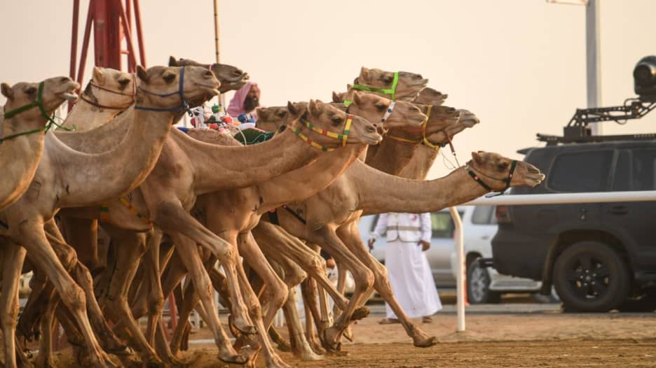 غينيس تعلن مهرجان ولي العهد للهجن في السعودية الأكبر بالعالم