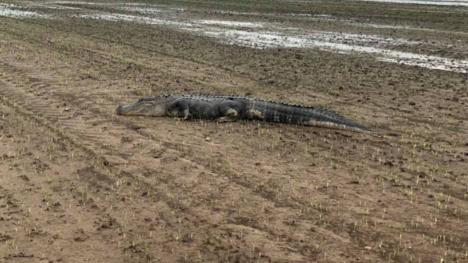 تمساح ضخم يستلقي في حقل أرز في أمريكا..بعدما خرج من النهر
