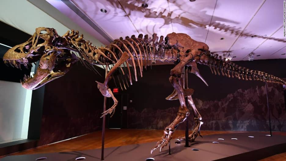 شاهد.. هيكل عظمي لديناصور عملاق انقرض قبل 67 مليون عام معروض للبيع