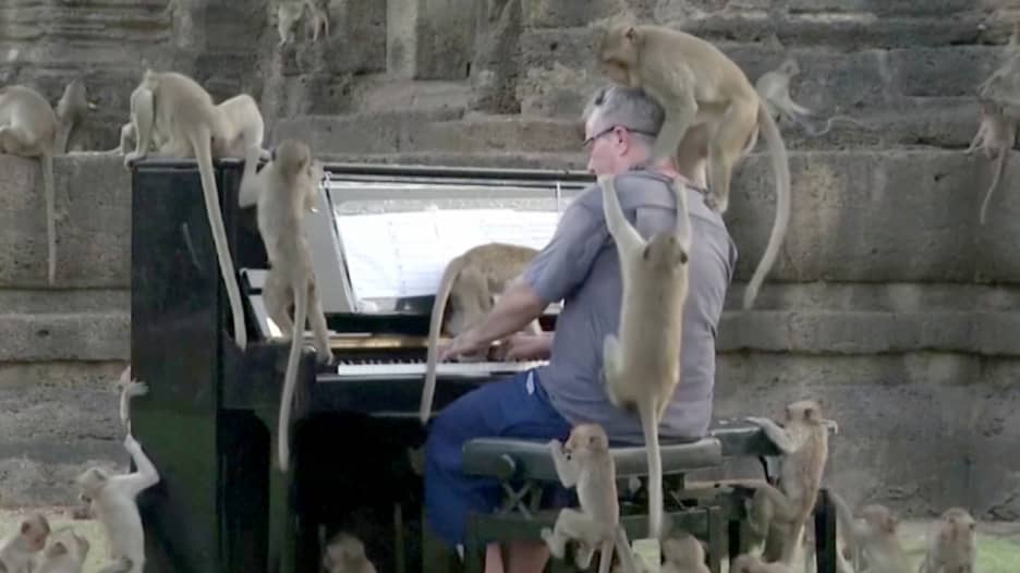 شاهد ردة فعل القردة في مدينة قديمة في تايلاند لدى سماع الموسيقى