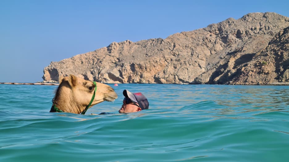هل جربتم السباحة ع الإبل في سلطنة عُمان؟
