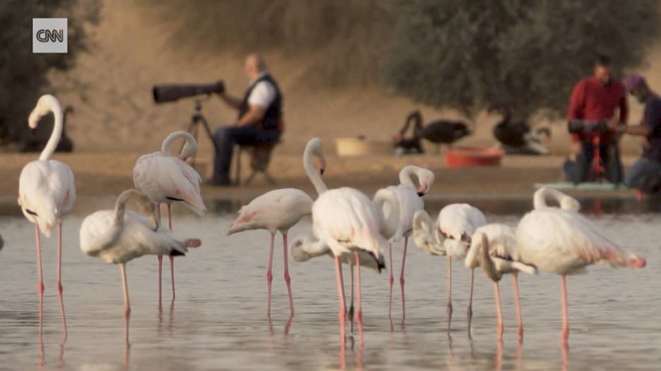 بحيرات القدرة في دبي..هنا يتجمع المصورون لالتقاط جمال الحياة البرية في دبي
