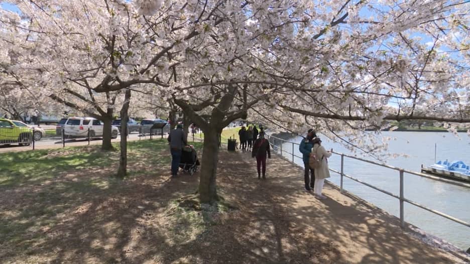 جولة افتراضية على أشجار الكرز والمشهد الوردي في واشنطن