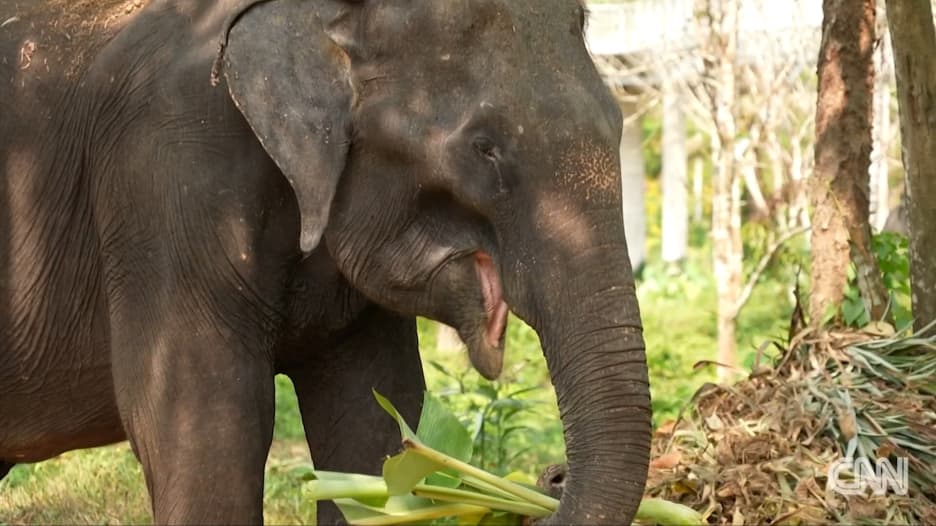 تجول مع فيلة تايلاند الشهيرة مجدداً.. فوكيت تسعى لإنعاش السياحة بخطة تسمح للمسافرين الملقحين بزيارتها