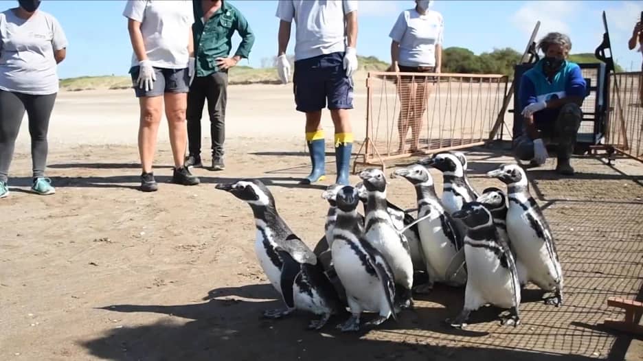 شاهد..12 من طيور البطاريق تسير نحو الحرية على شواطئ الأرجنتين