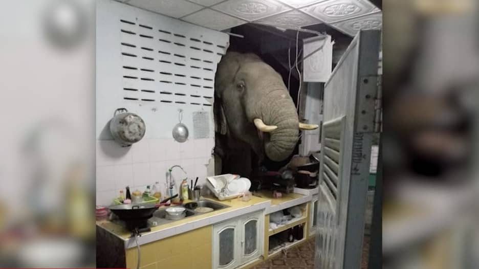 لحظات رعب وثقتها الكاميرا.. فيل ضخم يقتحم مطبخًا ودب يهاجم السيارات ليلاً