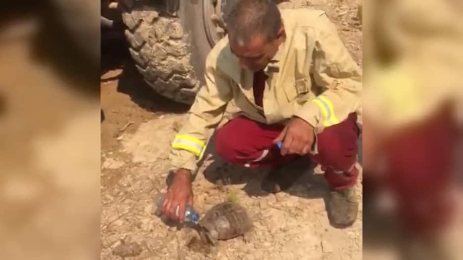 شاهد.. رجل إطفاء ينقذ سلحفاة وسط حرائق الغابات في تركيا ويسقيها الماء