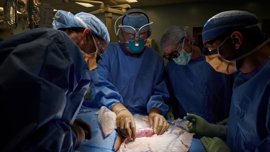 لأول مرة في التاريخ.. جراحون ينجحون في زرع كلية خنزير في مريض بشري