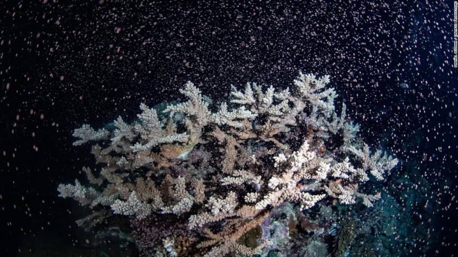 شاهد.. حياة جديدة تتكشف في الحاجز المرجاني العظيم بأستراليا