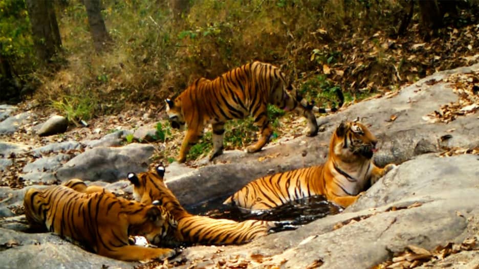 شاهد كيف تستمتع النمور بـ"منتجعها الصحي النهاري" في هذه المحمية بتايلاند