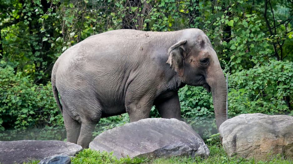 هل تحصل أنثى فيل في حديقة حيوانات على حقوق الإنسان؟ محكمة أمريكية تنظر في القضية