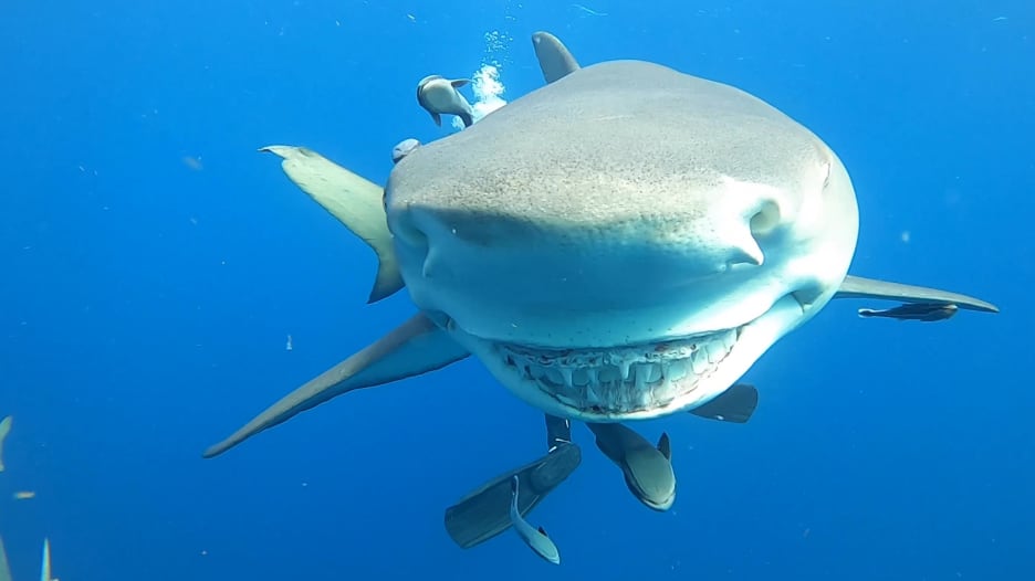سمكة القرش المبتسمة